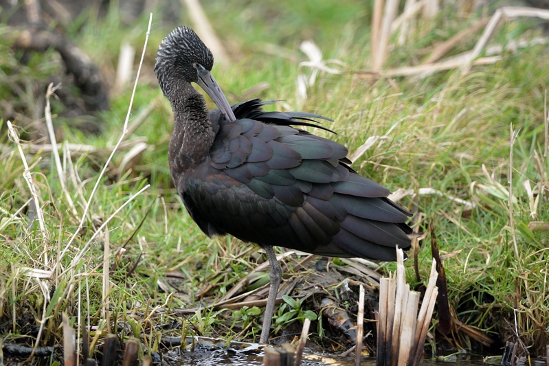 Zwarte Ibis